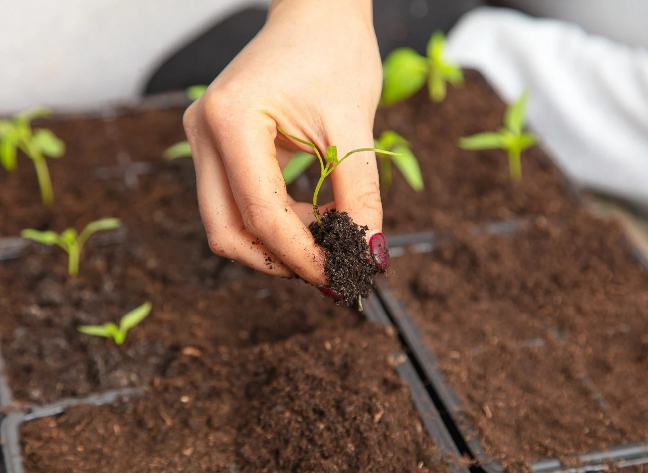 Podłoże siewek powinno być lekko wilgotne przez cały czas, ale nigdy przemoczone.
