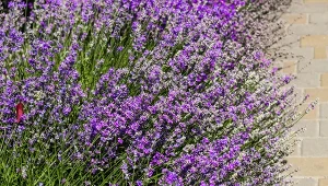 Kiedy zacząć nawozić lawendę?