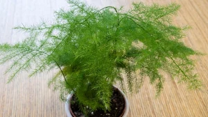 Za czasów PRL-u zdobił niemal każde mieszkanie w Polsce.