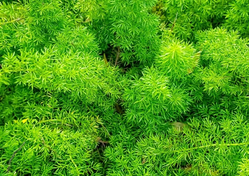 Asparagus gęstokwiatowy wytwarza wyraziste i gęste gałęziaki.