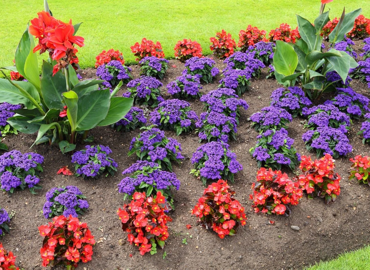 Heliotrop peruwiański dobrze komponuje się z wieloma innymi roślinami na barwnych rabatach