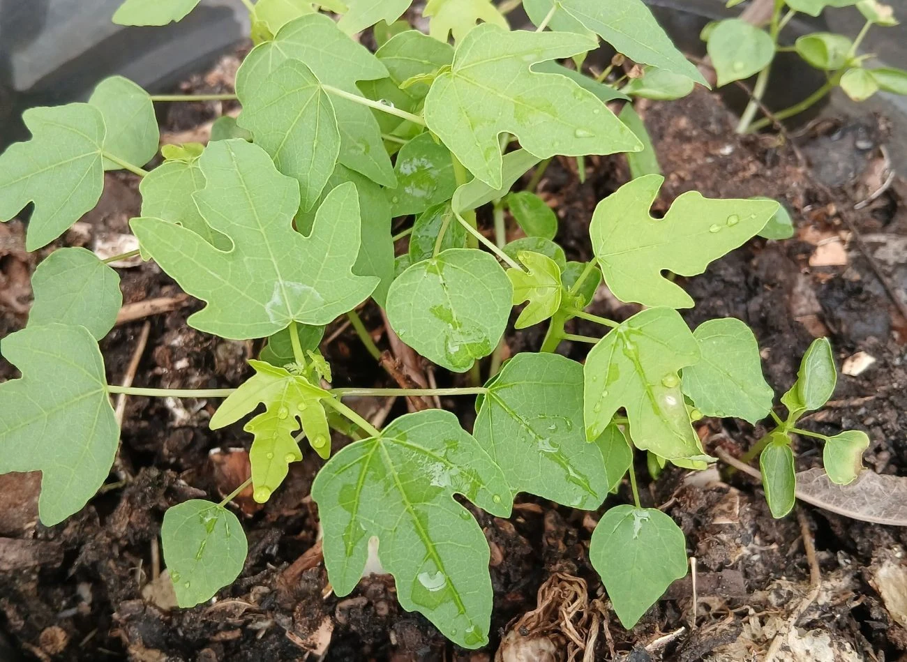 Papaja to tropikalna bylina o drzewiastym pokroju, z powodzeniem można ją uprawiać w donicy