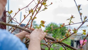 Wyjaśniamy, kiedy i jak przycinać winorośl w czasie zimy.