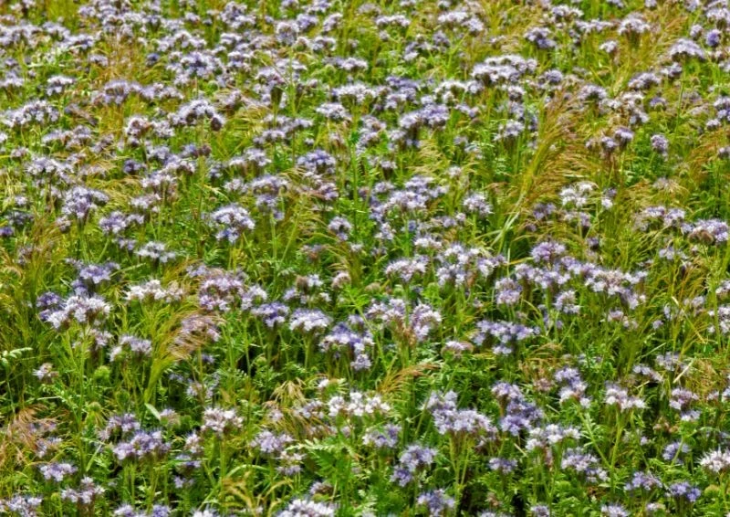 Facelia ładnie kwitnie, ale przede wszystkim dobrze spulchnia glebę.