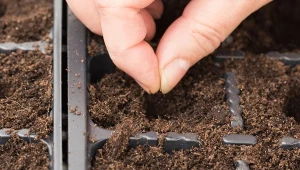 Paprykę przeznaczoną do gruntu sieje się zazwyczaj od końca stycznia do połowy lutego.