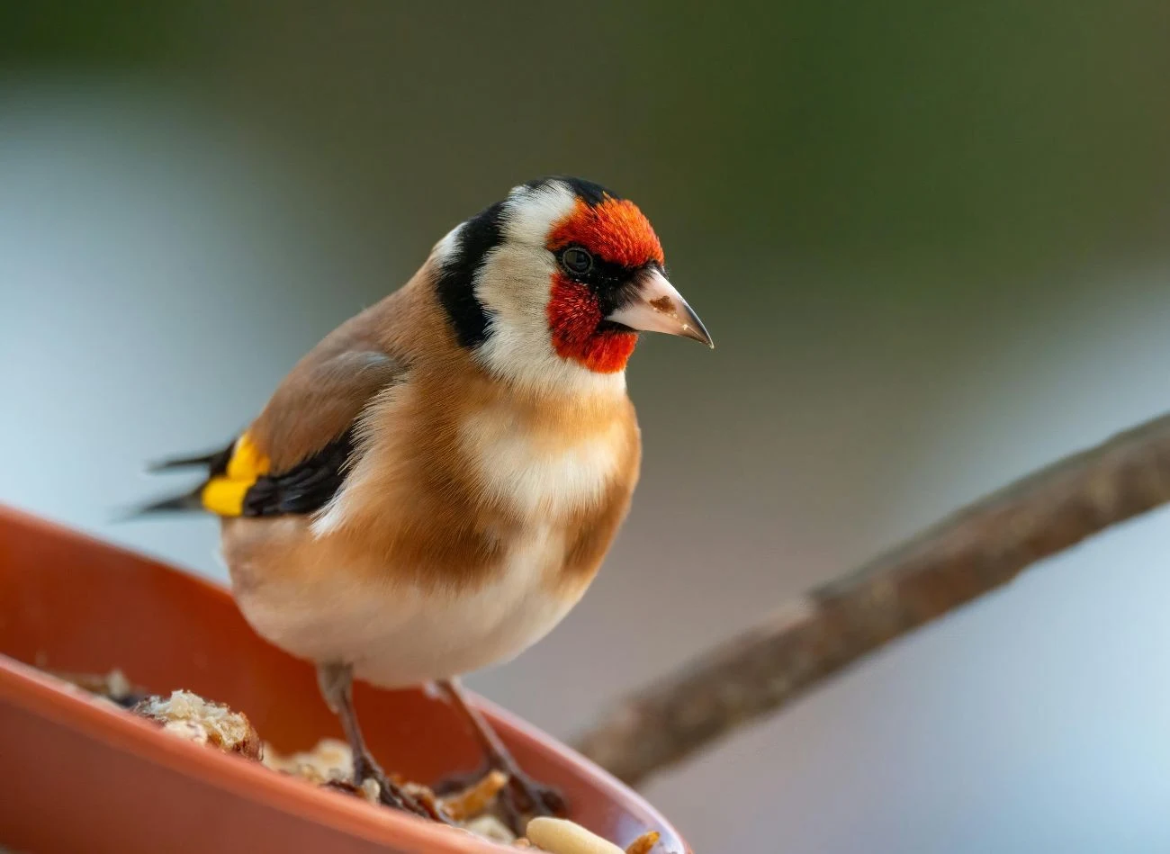 Samce szczygłów są niezwykle podobne do samic.