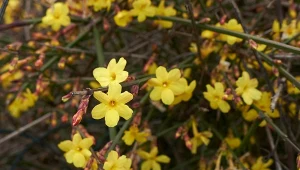 Kwitnie zimą i przyciąga pszczoły jak magnez.