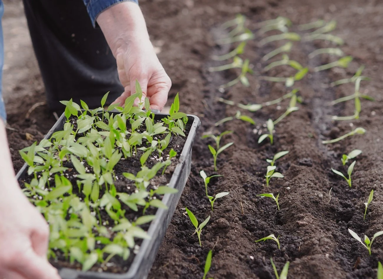 Pikowanie i przesadzanie papryki do gruntu lub szklarni trzeba zaplanować z wyprzedzeniem.