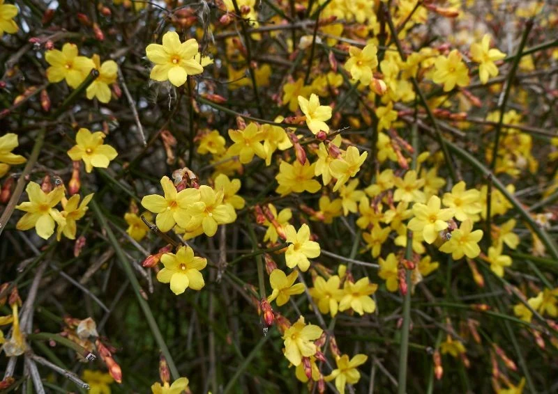 Jaśmin nagokwiatowy może być w pierwszej chwili mylony z forsycją.