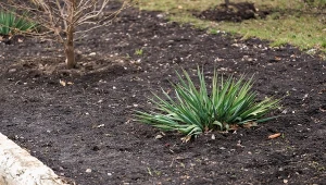Popiołem drzewnym możemy nawozić m.in. jukę karolińską, trawnik i drzewa owocowe.
