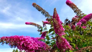 Ważny zabieg dla budlei Dawida, dzięki któremu będzie kwitła jak szalona.