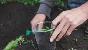 Koprolity dżdżownic możemy rozsypać na grządkach, gdzie planujemy uprawiać warzywa.