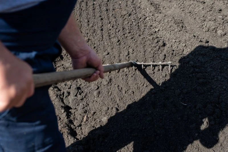 Popiół drzewny przyda się do odkwaszania gleby w ogrodzie