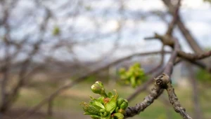By drzewka owocowe pięknie kwitły i owocowały, rozłóż pod nimi nietypową ściółkę. Fot. katerinavarnakova/123RF,.com