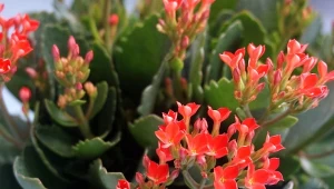 Jak powtórzyć kwitnienie u kalanchoe? Prosty trik ze światłem.