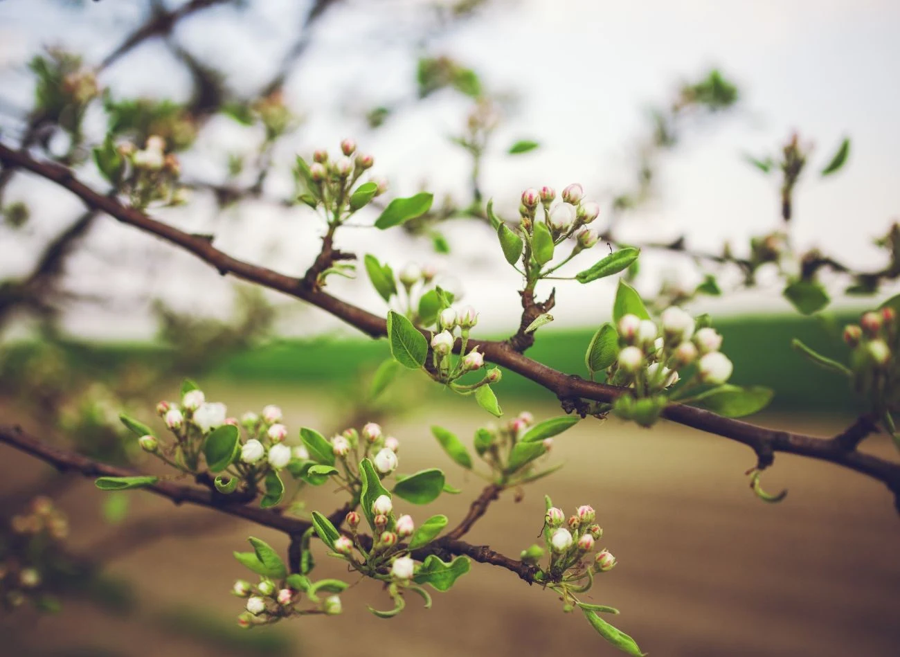 Korek wiesza się na gałęziach drzewa owocowego, a jego zapach odstrasza drobne owady.