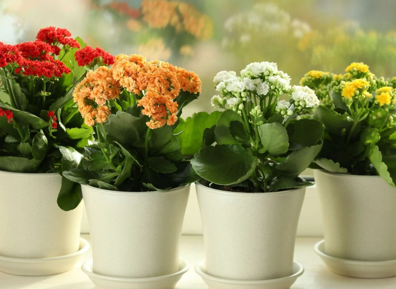 Kwiaty kalanchoe występują w wielu wariantach kolorystycznych. Roślina kwitnie zimą, gdy ma mniej światła w ciągu dnia.