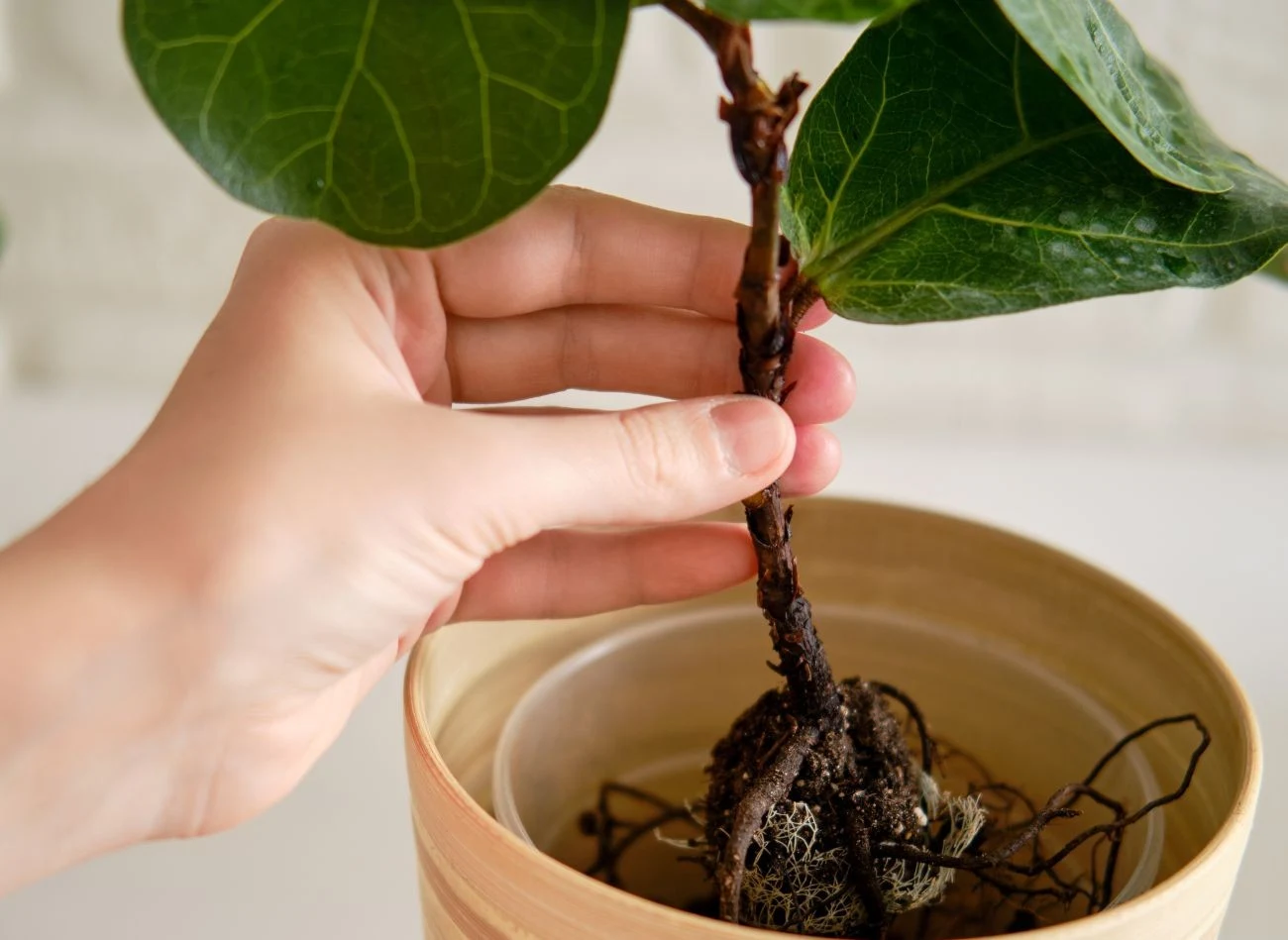 Nowa doniczka fikusa dębolistnego powinna być tylko o jeden rozmiar większa od poprzedniej