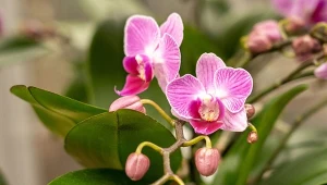 Storczyki mogą tracić pąki kwiatowe z wielu powodów. Jak znaleźć przyczynę?