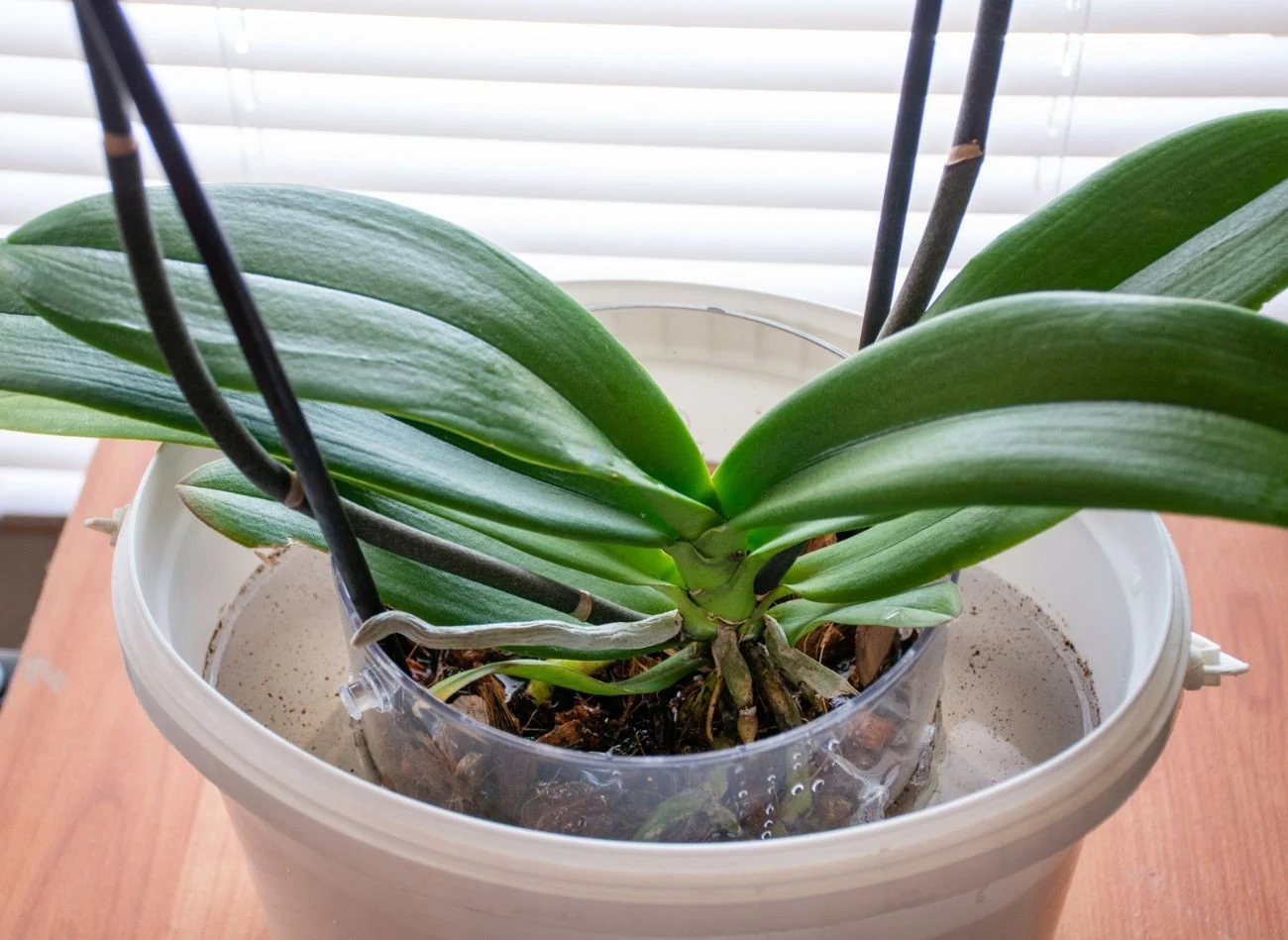 Storczyki najlepiej podlewać od dołu, zanurzając doniczkę w miękkiej wodzie na 30 min raz w tygodniu