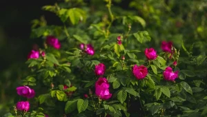 Róża pomarszczona występuję w wielu odmianach, wygląda ciekawie w każdej odsłonie wegetacji.