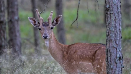 Populacja danieli w Polsce stale rośnie