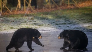 Przyrodnicy mówią, że polowania odbywają się z zyskiem dla myśliwych, którzy robią to, aby zdobyć cenne trofeum