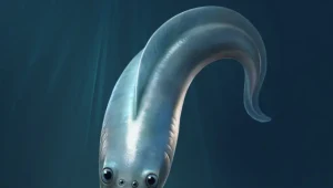 Haikouichthys, wizja artystyczna