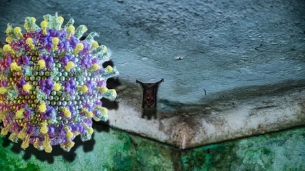 Badanie potwierdza powiązanie zakażeń ludzi z nietoperzami w Bangladeszu