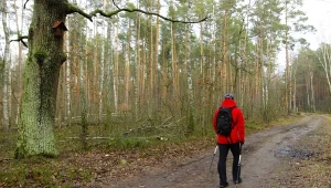Spacer po lesie może skończyć się tragicznie. Jest jak szwajcarski ser