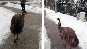 Przemyśl. Emu na ulicach miasta. Ptak uciekł z transportu