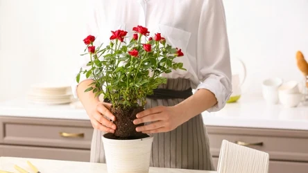 Co warto podarować na Walentynki? Ta roślina idealnie się sprawdzi