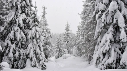 Czy pchły śnieżne są szkodliwe?