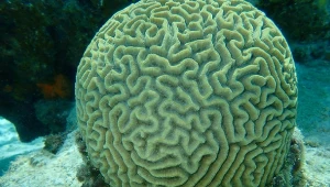 Odkryto, że koralowce "śpią" - w nocy odbudowują swoje DNA