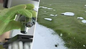 Lód na Zbiorniku Lipnowskim przybrał zieloną barwę. Naukowcy to zbadali.