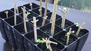 Zimą warto pobrać sadzonki zdrewniałe z krzewów, które znajdują się w stanie spoczynku.