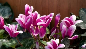 Gdy cyklamen przekwitnie, nie wyrzucaj go do kosza. Fot. tc397/Canva Pro