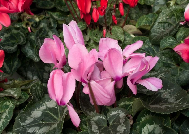 Cyklameny nie są jednoroczne i potrafią zakwitnąć ponownie kolejnej zimy.