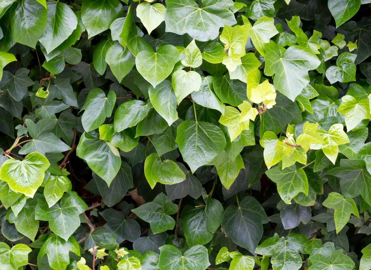 Bluszcz przy pomocy korzeni czepnych wczepia się szczeliny ścian, przyczyniając się do ich poszerzania