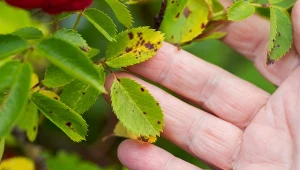 Czarna plamistość jest jedną z najczęstszych i najbardziej niebezpiecznych chorób grzybowych atakujących róże.