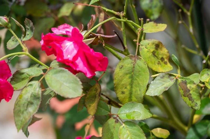 Jak chronić róże przed czarną plamistością