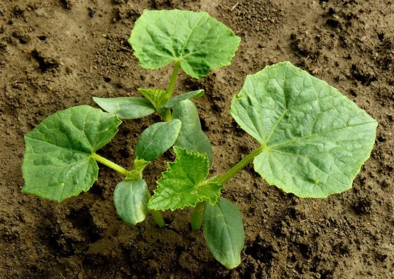 Sianie ogórków ciągle w tym samym miejscu to zła praktyka.