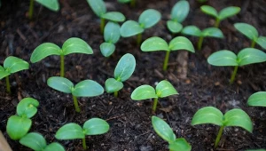 Poznaj nietypowy sposób na przygotowanie rozsady ogórków – bez ziemi.