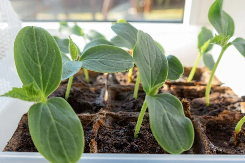 Ogórki kiełkujące bez ziemi trzeba szybko przesadzić, uważając, aby nie uszkodzić delikatnych korzeni