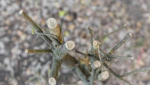 Jak szybko usunąć pnie i korzenie pozostałe po ściętych krzewach?
