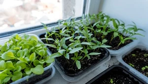 Sadzonki pomidorów i innych warzyw trzeba chronić przed chorobami oraz szkodnikami.