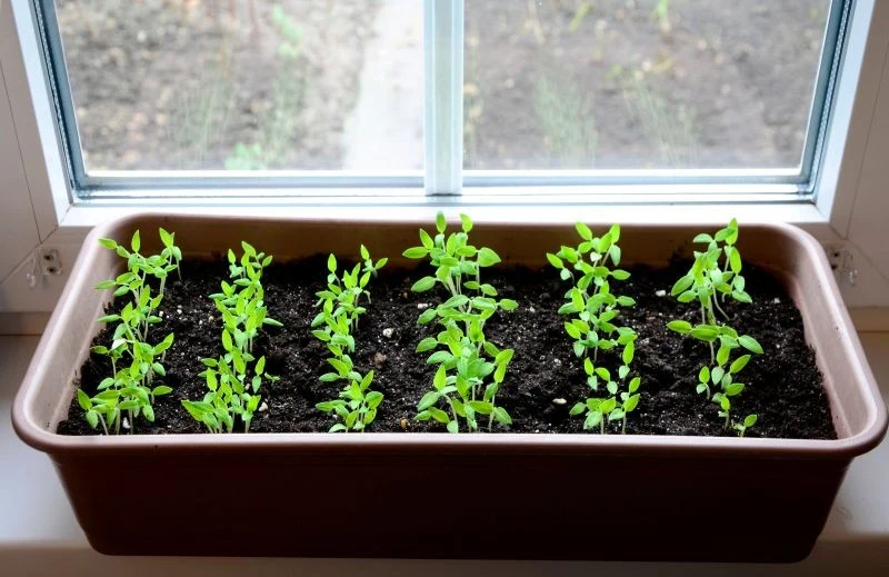 Sadzonki warto wspierać w naturalny sposób