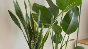 Dodaj do doniczki, a twoje rośliny wystrzelą w górę.