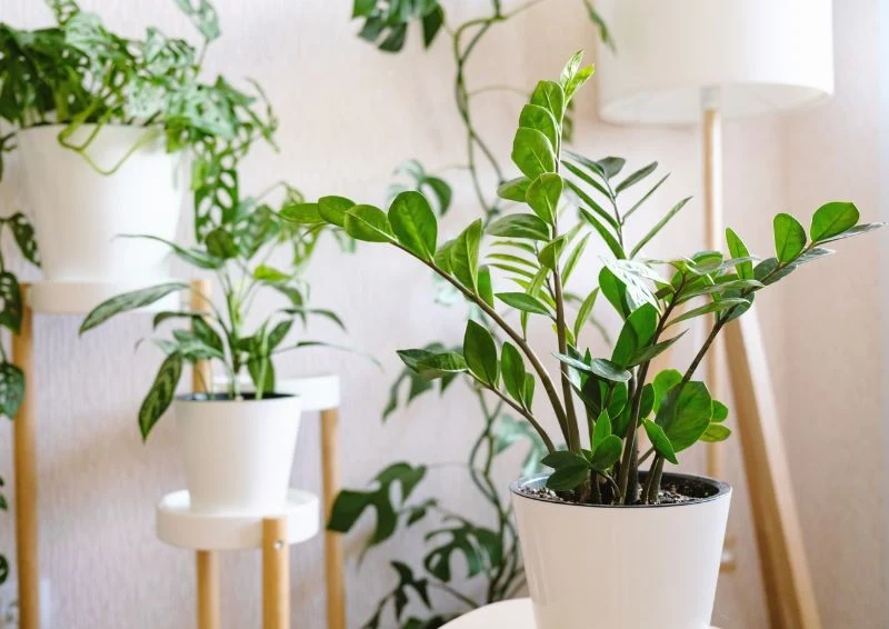 Węgiel aktywny to naturalne wsparcie dla twoich roślin doniczkowych.