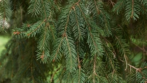 Jakich drzew lepiej nie sadzić obok domu? Jednym z odradzanych gatunków jest świerk pospolity.